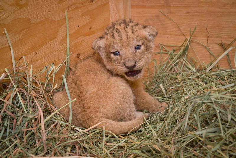 Illustration for article titled ZOMG BABY LIONS!!!